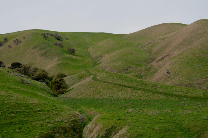 Flora & Fauna Around Mt. Diablo