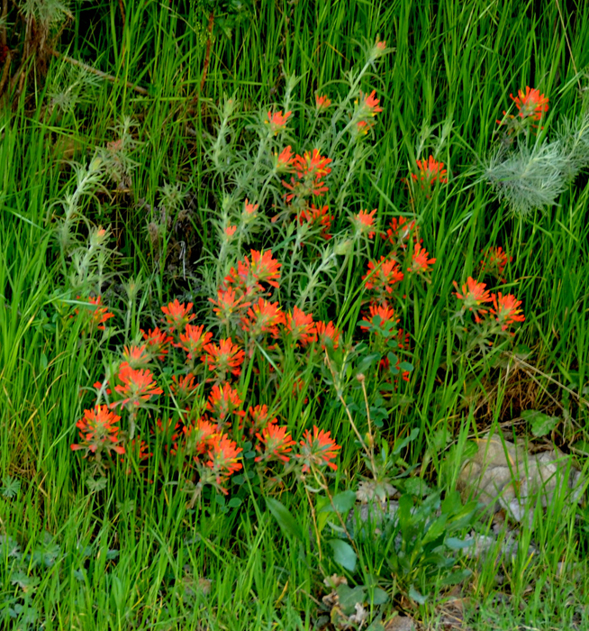 Flora & Fauna Around Mt. Diablo
