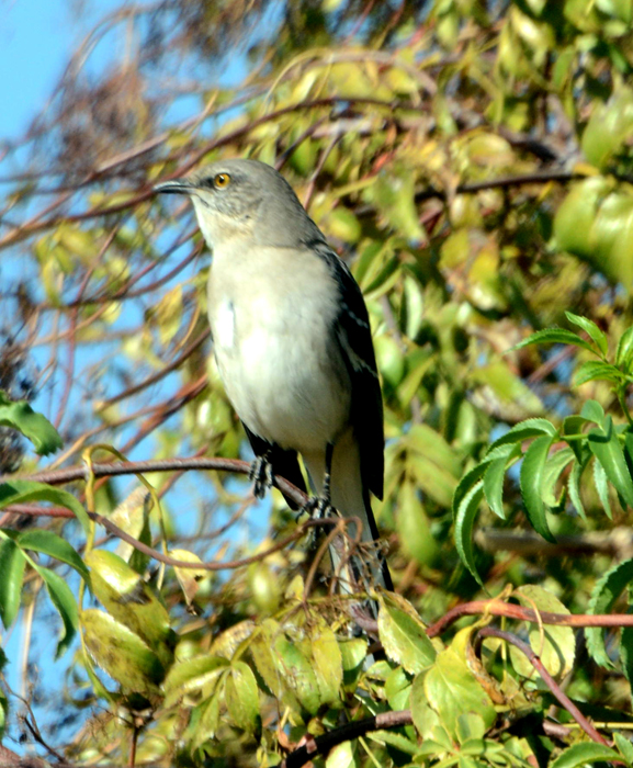 Flora & Fauna Around Mt. Diablo