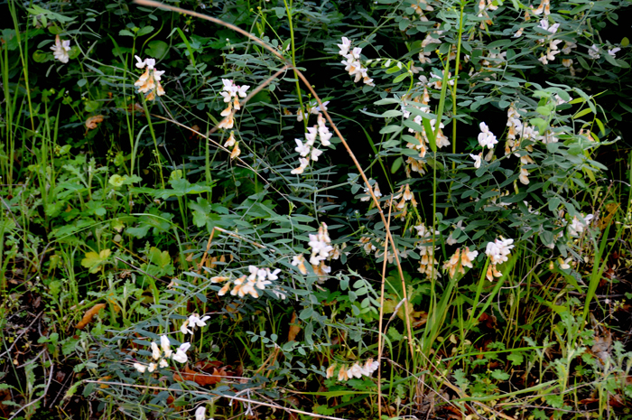 Flora & Fauna Around Mt. Diablo