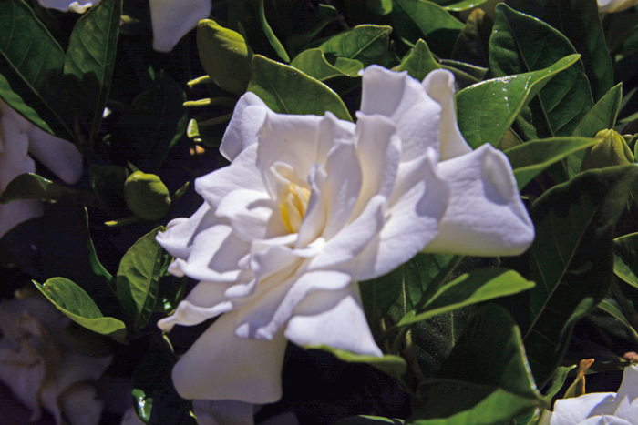 Flowers From the Garden