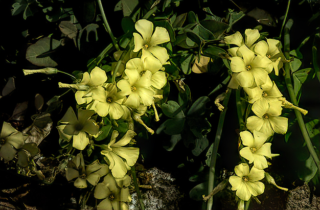 Flowers From the Garden