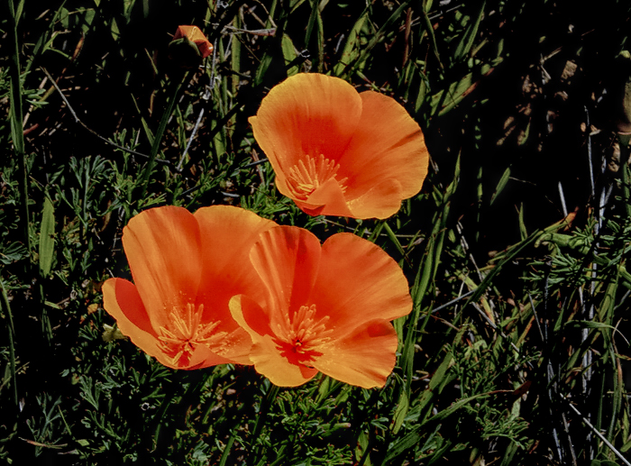 California Poppy Reserve, 2010