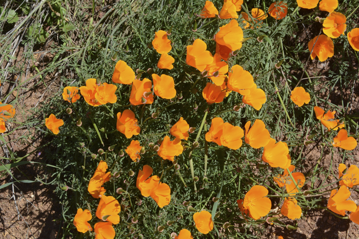 The California Poppy