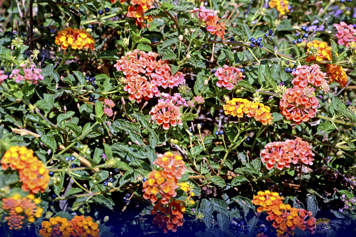 Flowers From the Garden