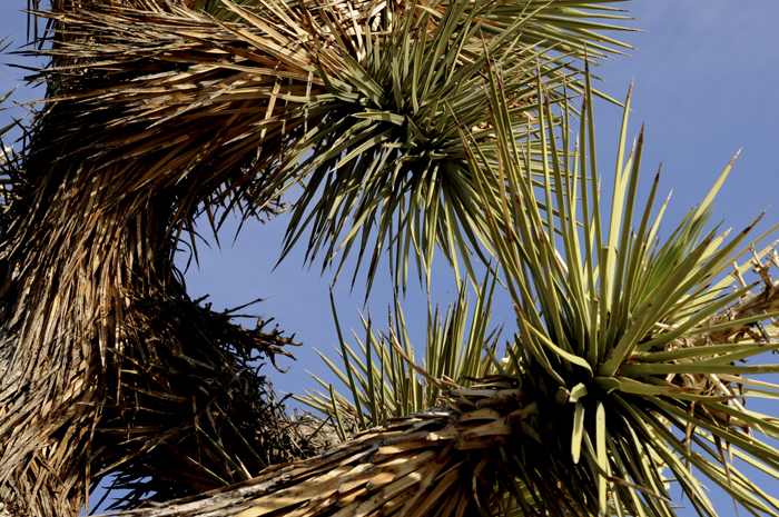 Mojave & Red Rock Canyon