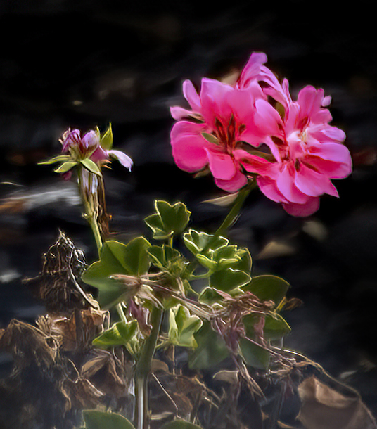 Flowers From the Garden