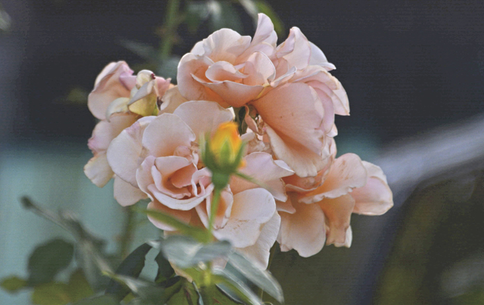 Flowers From the Garden