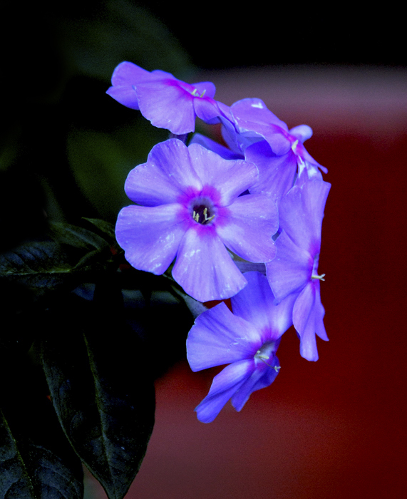 Flowers From the Garden