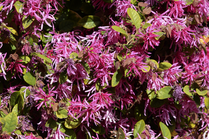 Flowers From the Garden