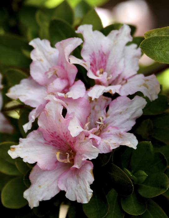 Flowers From the Garden