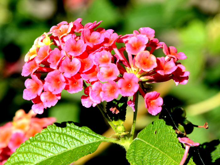 Flowers From the Garden