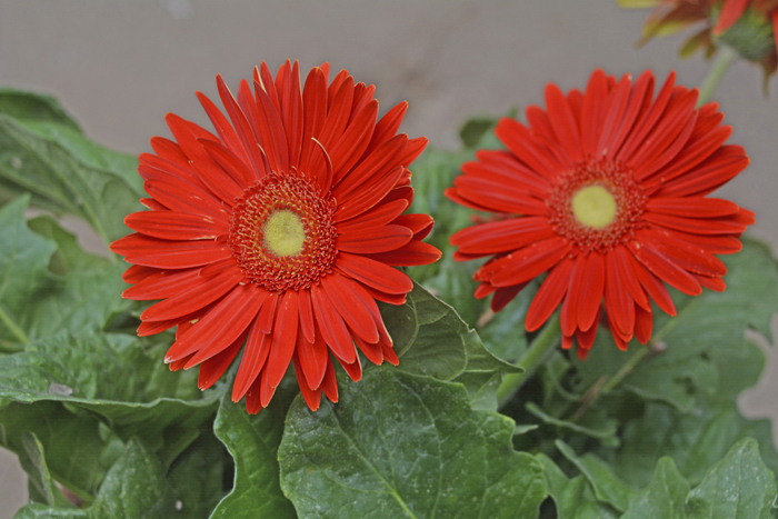 Flowers From the Garden