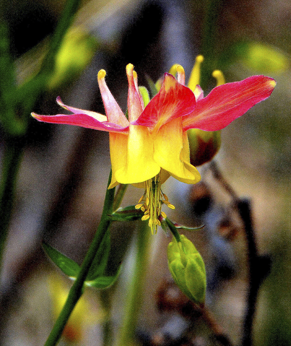 Flowers From the Garden