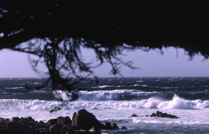 The Monterey Bay Coast