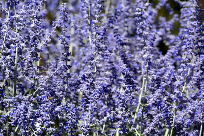 Flowers From the Garden