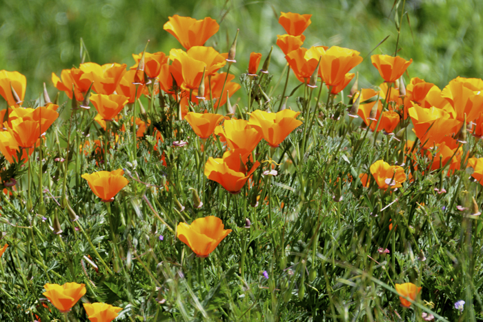 The Magnificent California Poppy