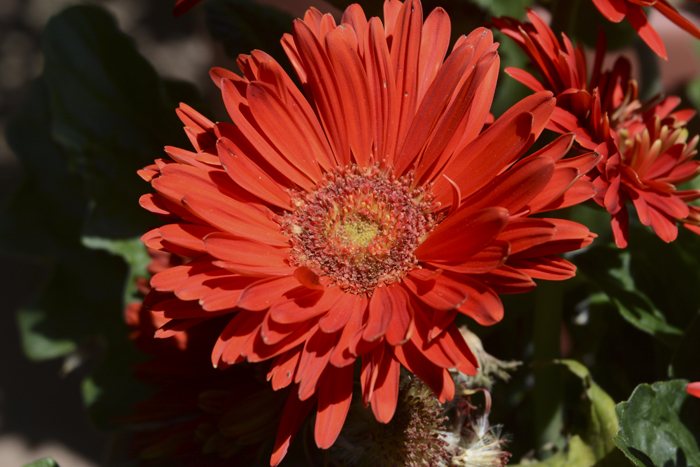 Flowers From the Garden