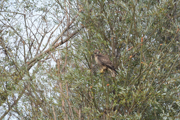  Sandhill Cranes, Ducks, Geese, Swans, Hawks & Other Wildlife of the Sacramento River Delta, 2015-2023