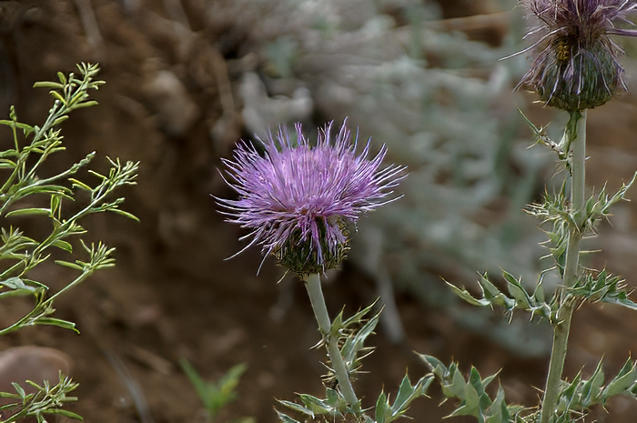 Flora & Fauna Around Mt. Diablo