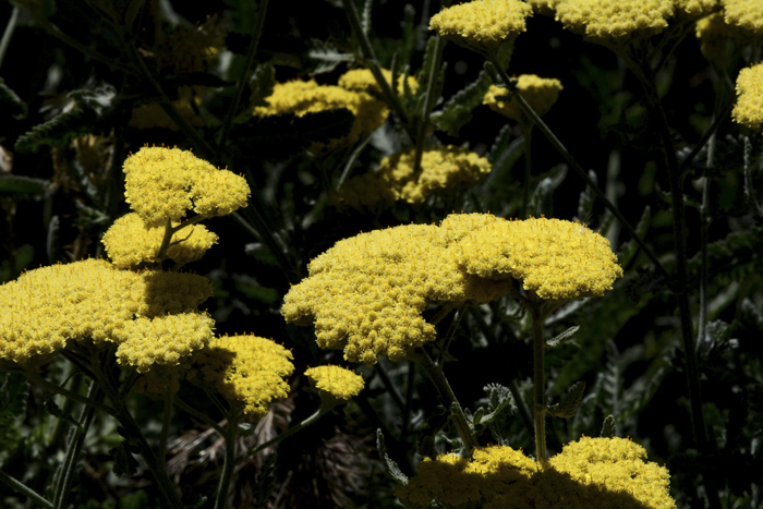 Flowers From the Garden