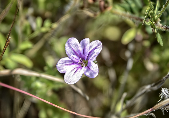 Flowers From the Garden