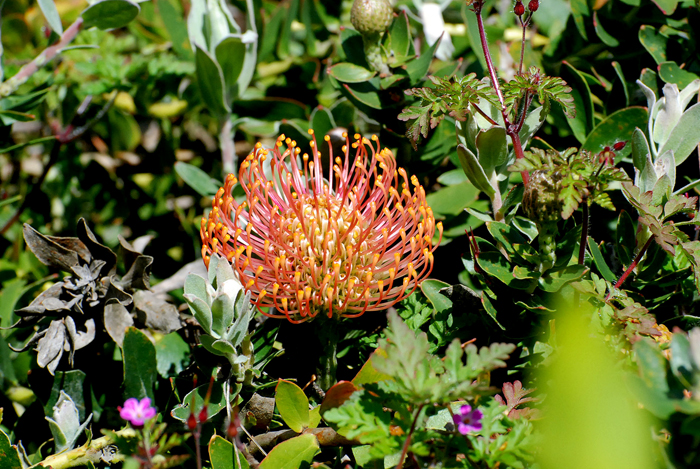 Botanical Garden Exotics