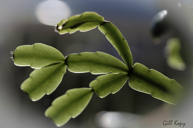 Christmas Cactus