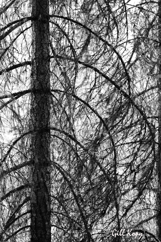 Forest_patterns.jpg