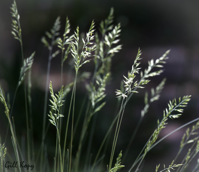 Garden_grasses