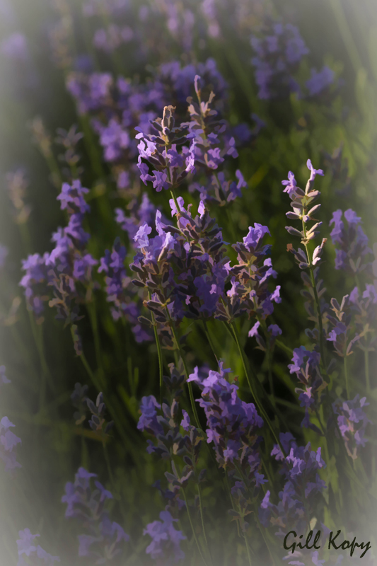 Dreamy_Lavender.jpg