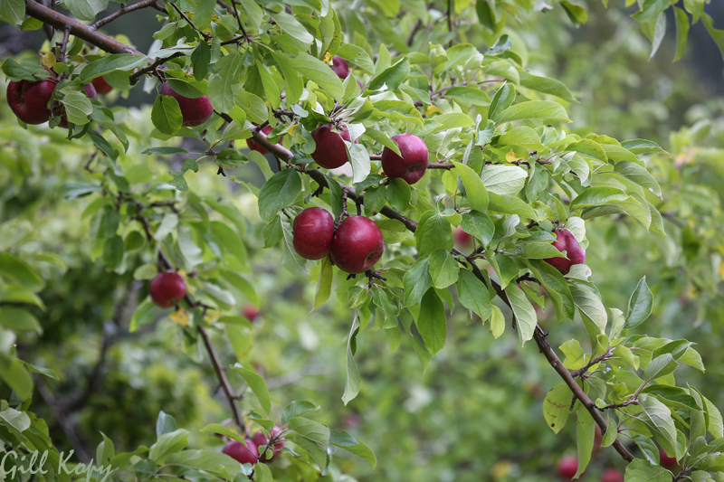 Apples_galore