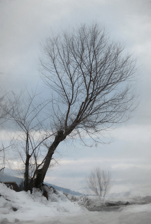 Winter_tree6