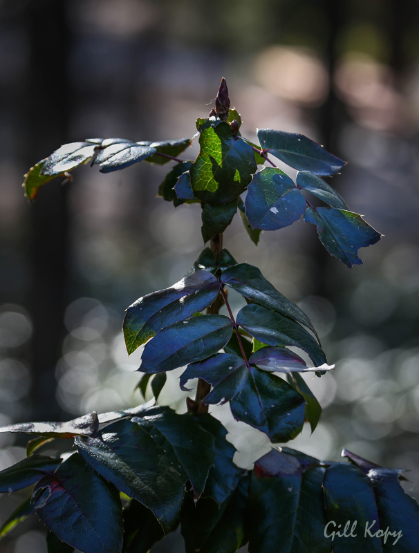 Oregon grape 2