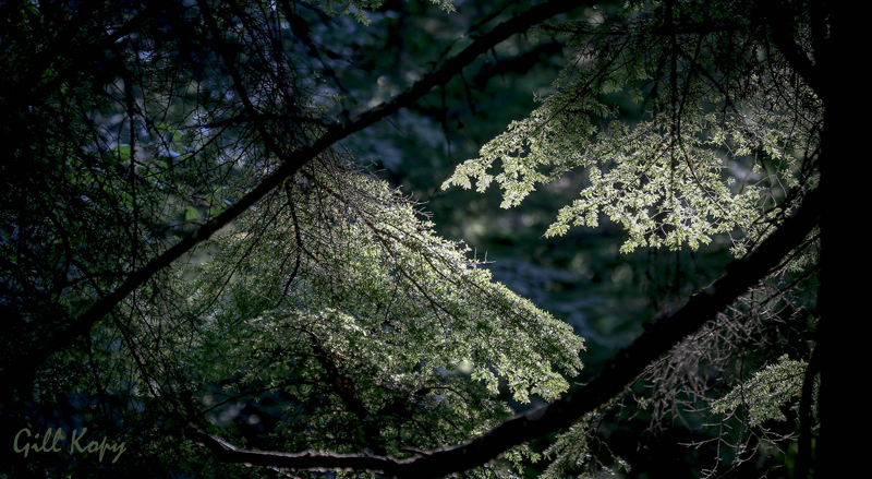 Evening Light