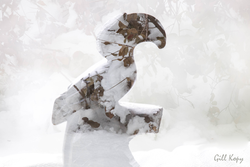 Snowy Hornbill