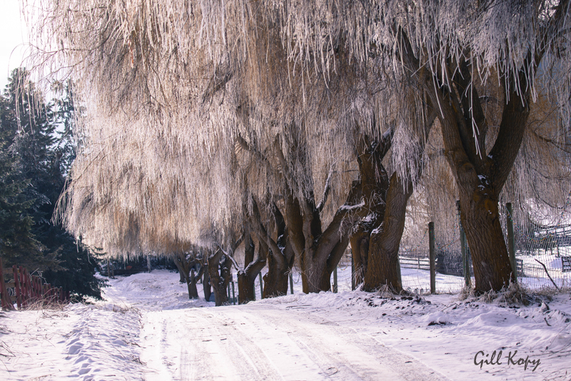Willow Driveway