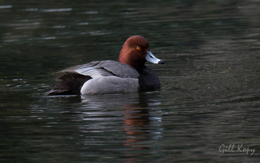 Redhead  duck