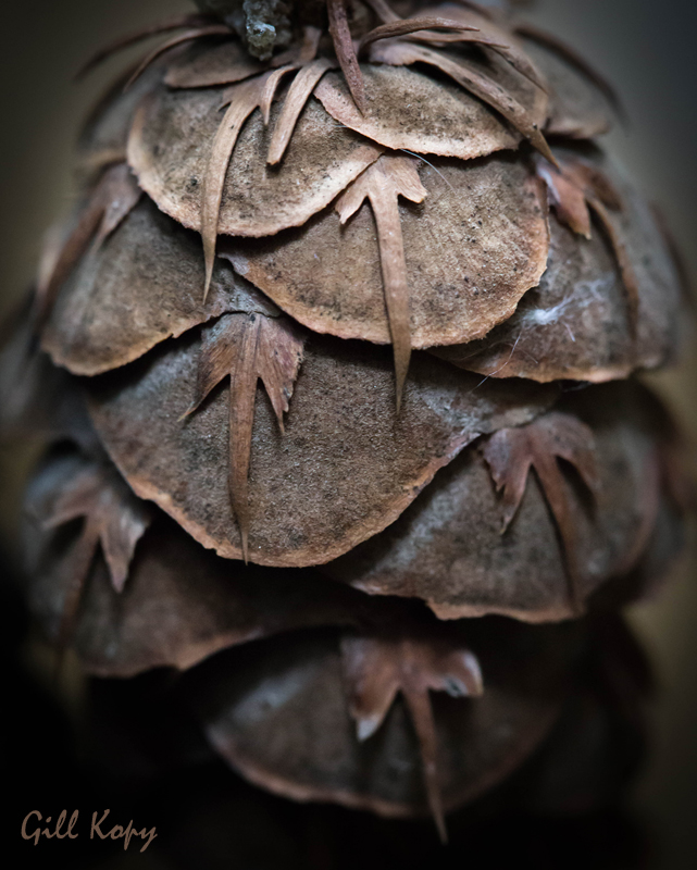 Fir Cone