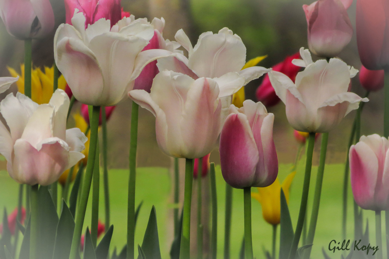 Dreamy Tulips