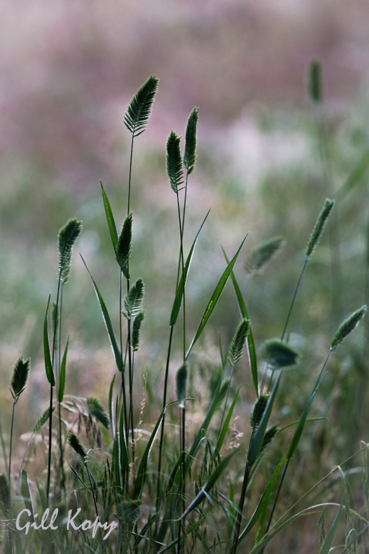 Okanagan Grass