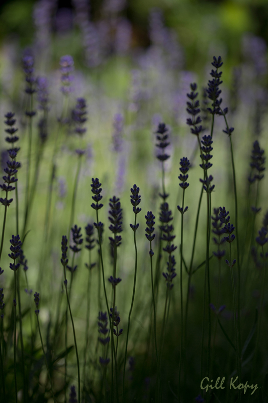 Lavender's Blooming
