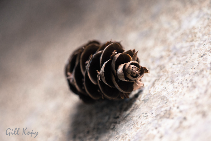 Lonely Pine cone