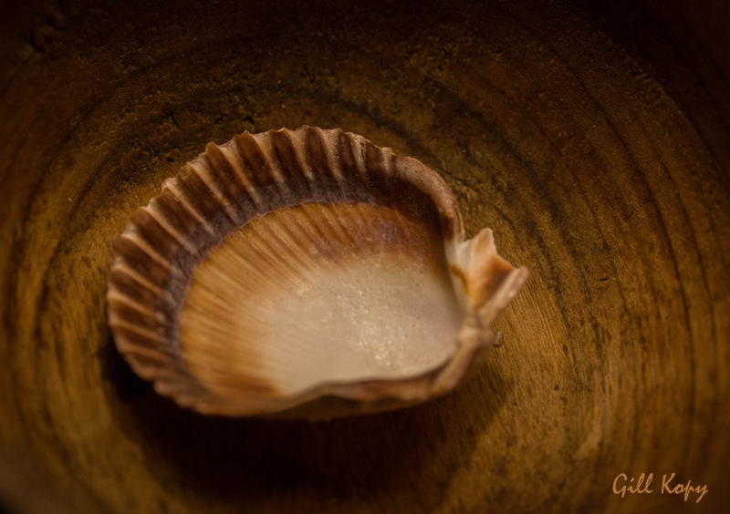 Sea Shell.jpg