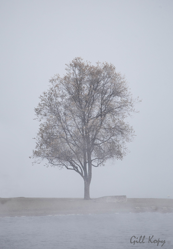 Lonely Tree in the Fog