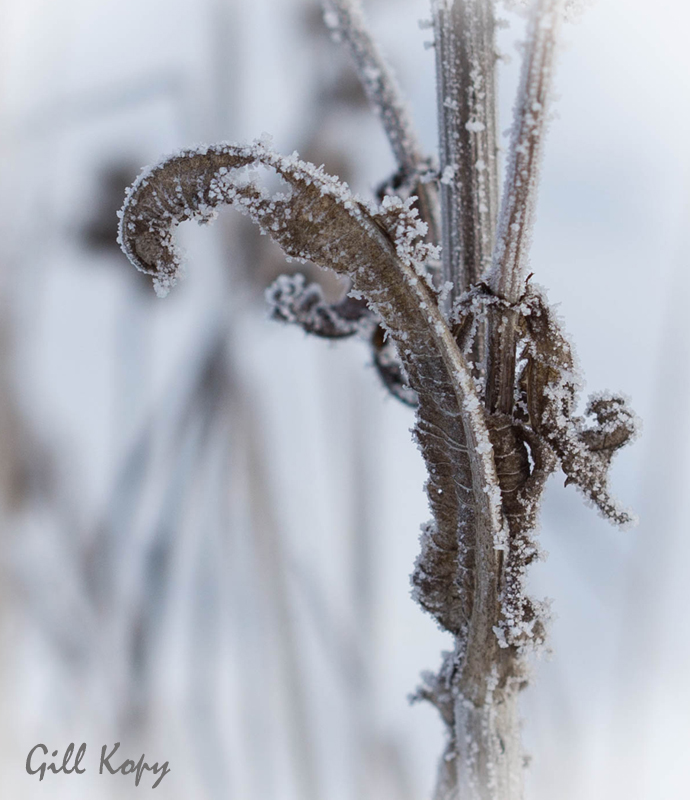 Frosted Leaf