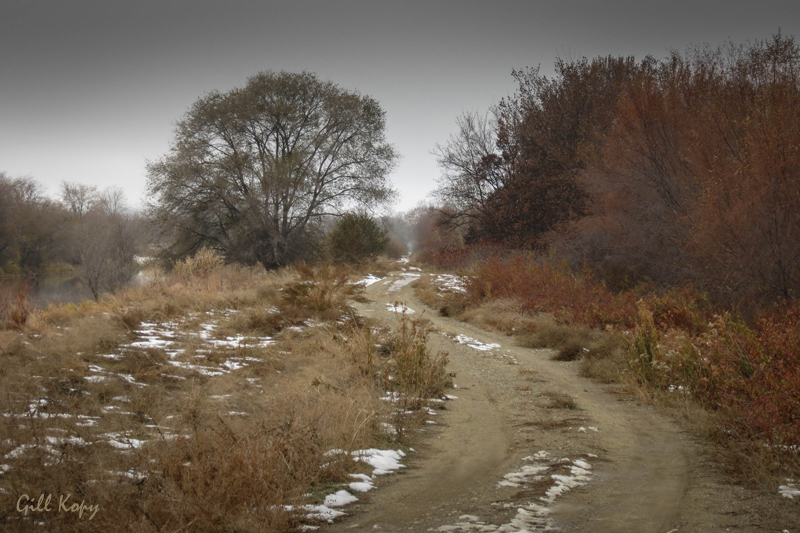 Northern Woods in the Fall