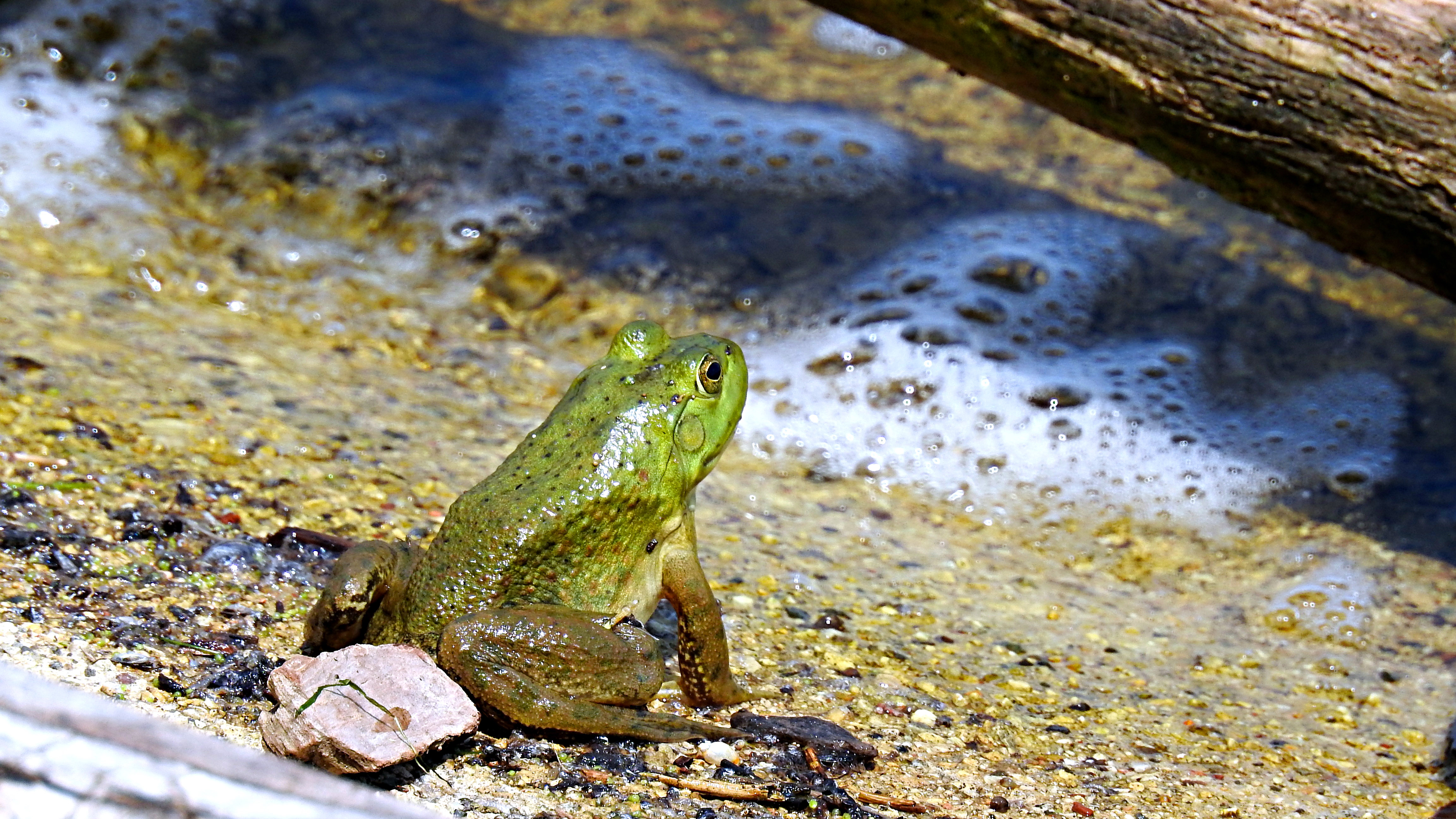 Bullfrog at the pond enjoying the sunshine