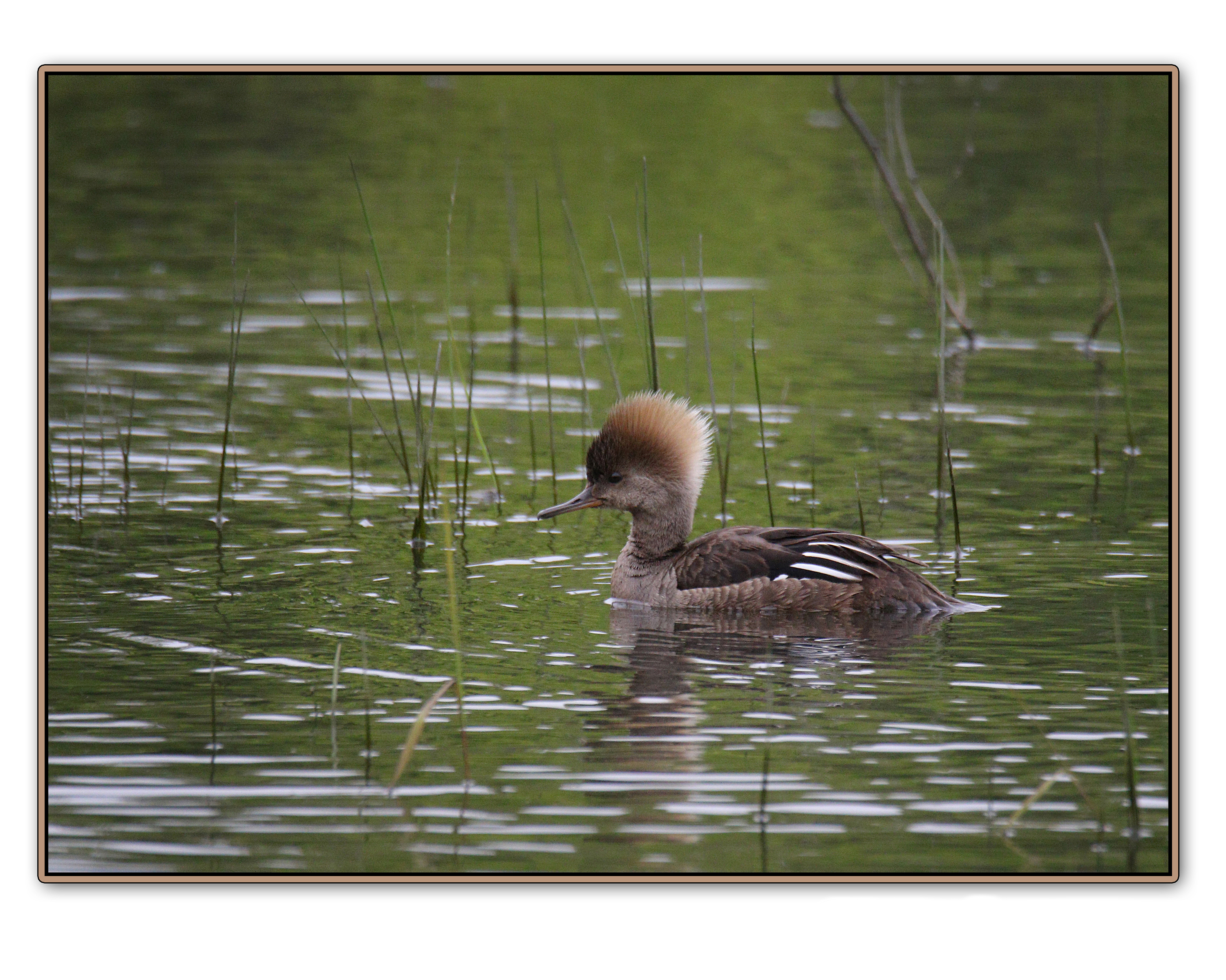 Hooded Merganser.jpg