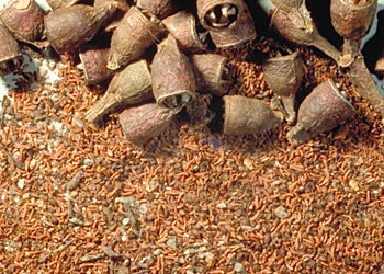 Rainbow Eucalyptus Seed pods ball bearing -slippery